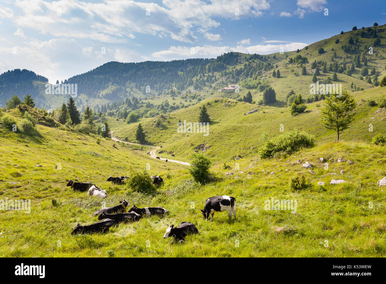 Herd of cows from Italian alps. Italian rural landscape. Beautiful panorama from Monte Grappa, Italy Stock Photo