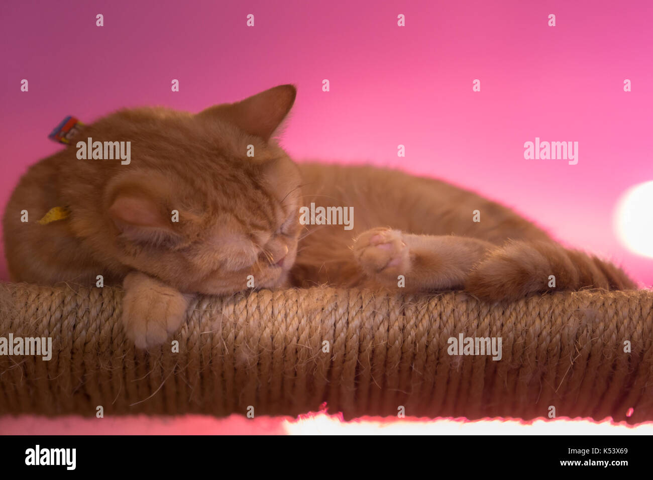 Peaceful orange red tabby cat male kitten curled up sleeping Stock ...