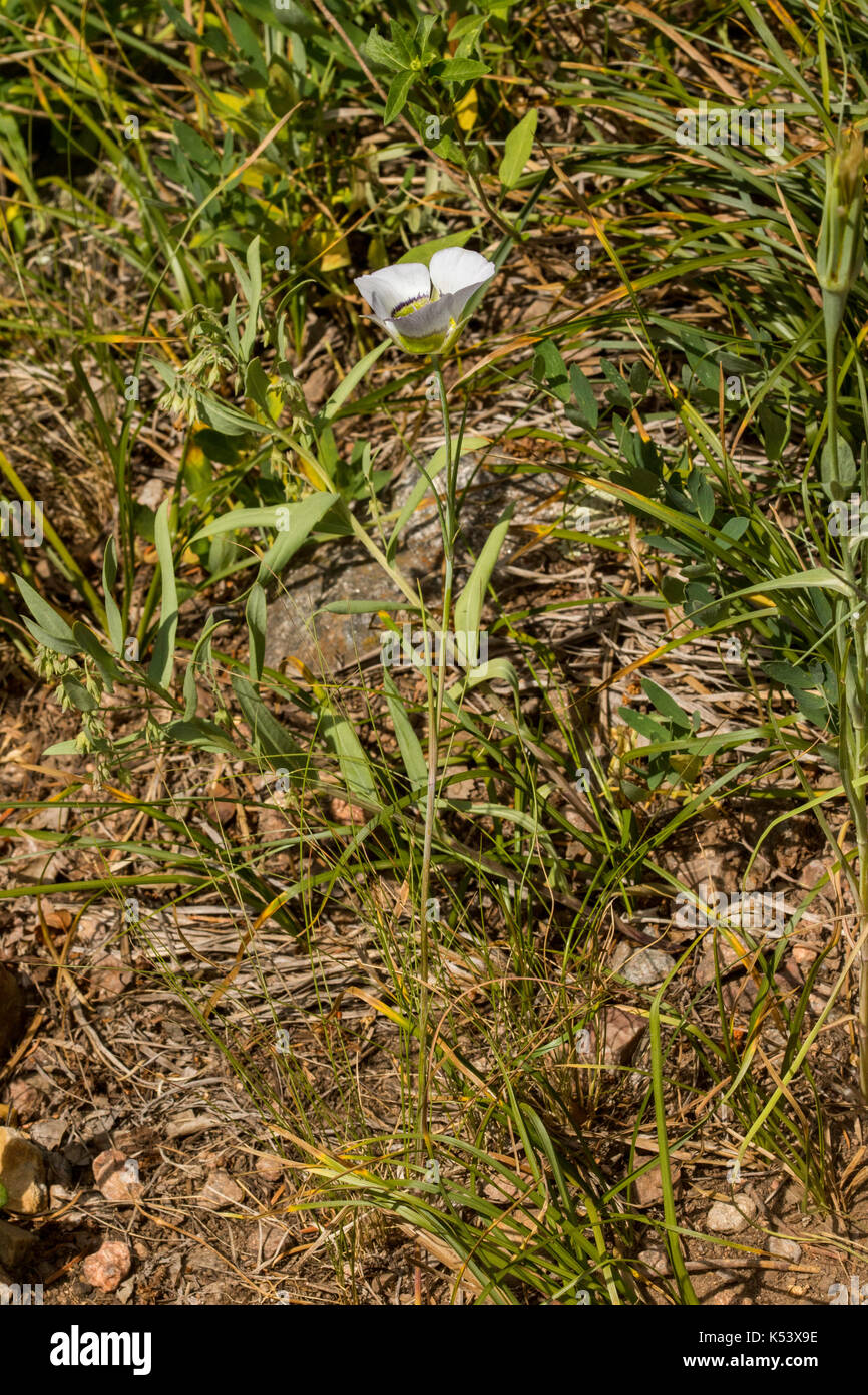 Gunnison's Mariposa Lily  Calochortus gunnisonii Lower Cataract Lake, south of Kremmling, Colorado, United States 2 July 2017        Liliaceae Stock Photo