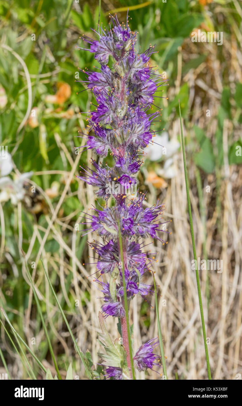 Silky Phacelia Phacelia sericea   Lower Cataract Lake, south of Kremmling, Colorado, United States 2 July 2017       Hydrophyllaceae Also known as Pur Stock Photo