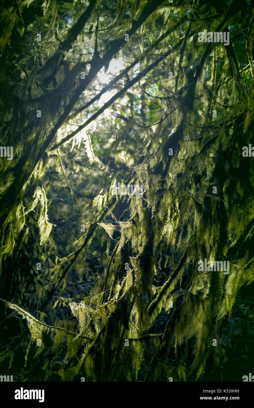 Closeup of moss covered tree branches glowing in sunlight in a dark forest . Vancouver Island, British Columbia, Canada. Stock Photo