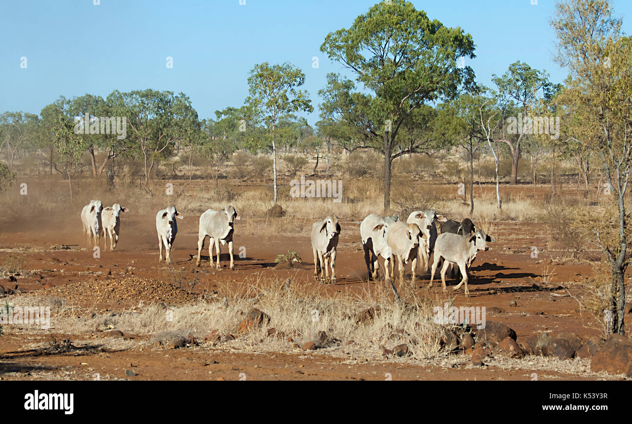 Cattle belonging to a cattle station roaming in the bush, Hughenden ...