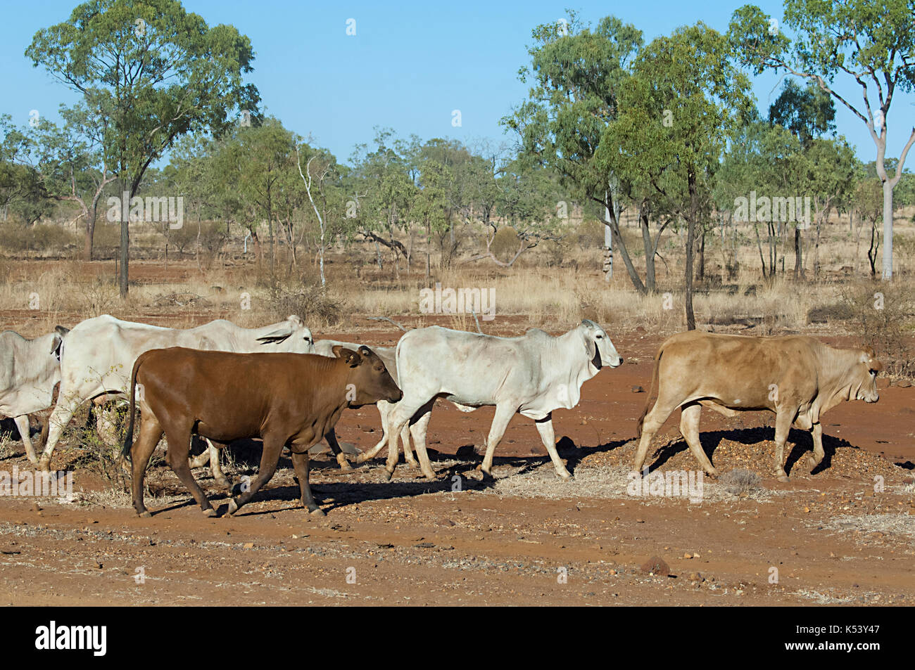 Cattle belonging to a cattle station roaming in the bush, Hughenden