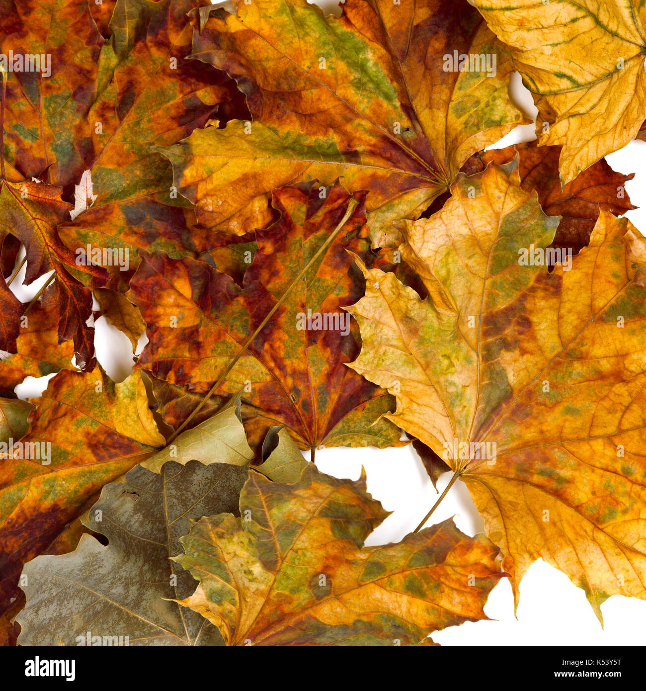 Pile dried yellow maple hi-res stock photography and images - Alamy