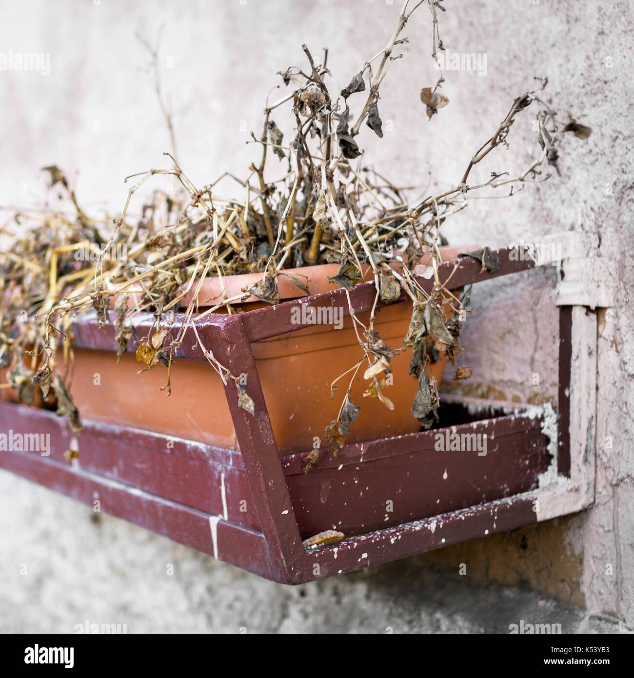 Dead wilted flowers in pots. Shallow dof Stock Photo Alamy