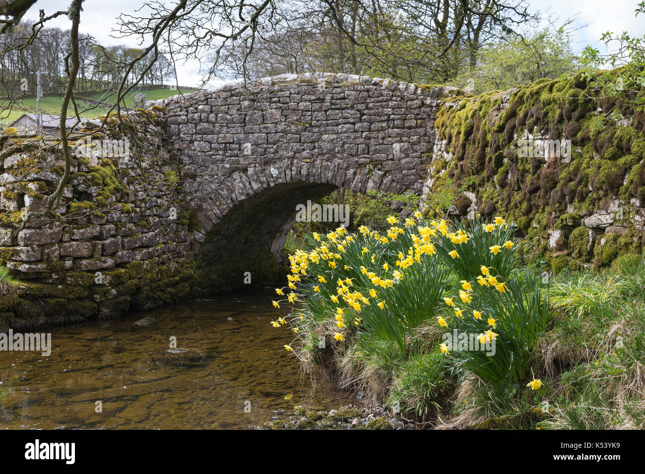 Daffodils in full bloom beside a beautiful old stone bridge over the Cowside Beck, Cowside (near Stainforth), in the Yorkshire Dales, England Stock Photo
