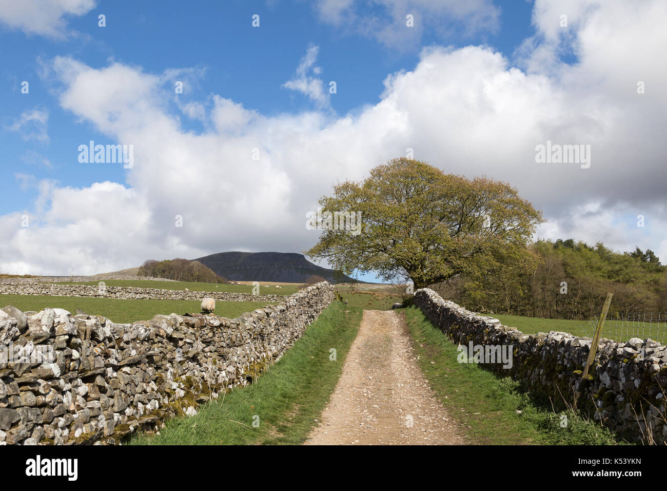 An old drove road near Horton in Ribblesdale, in the Yorkshire Dales, England - leading from the village past Brants Gill Head towards Pen-y-ghent Stock Photo