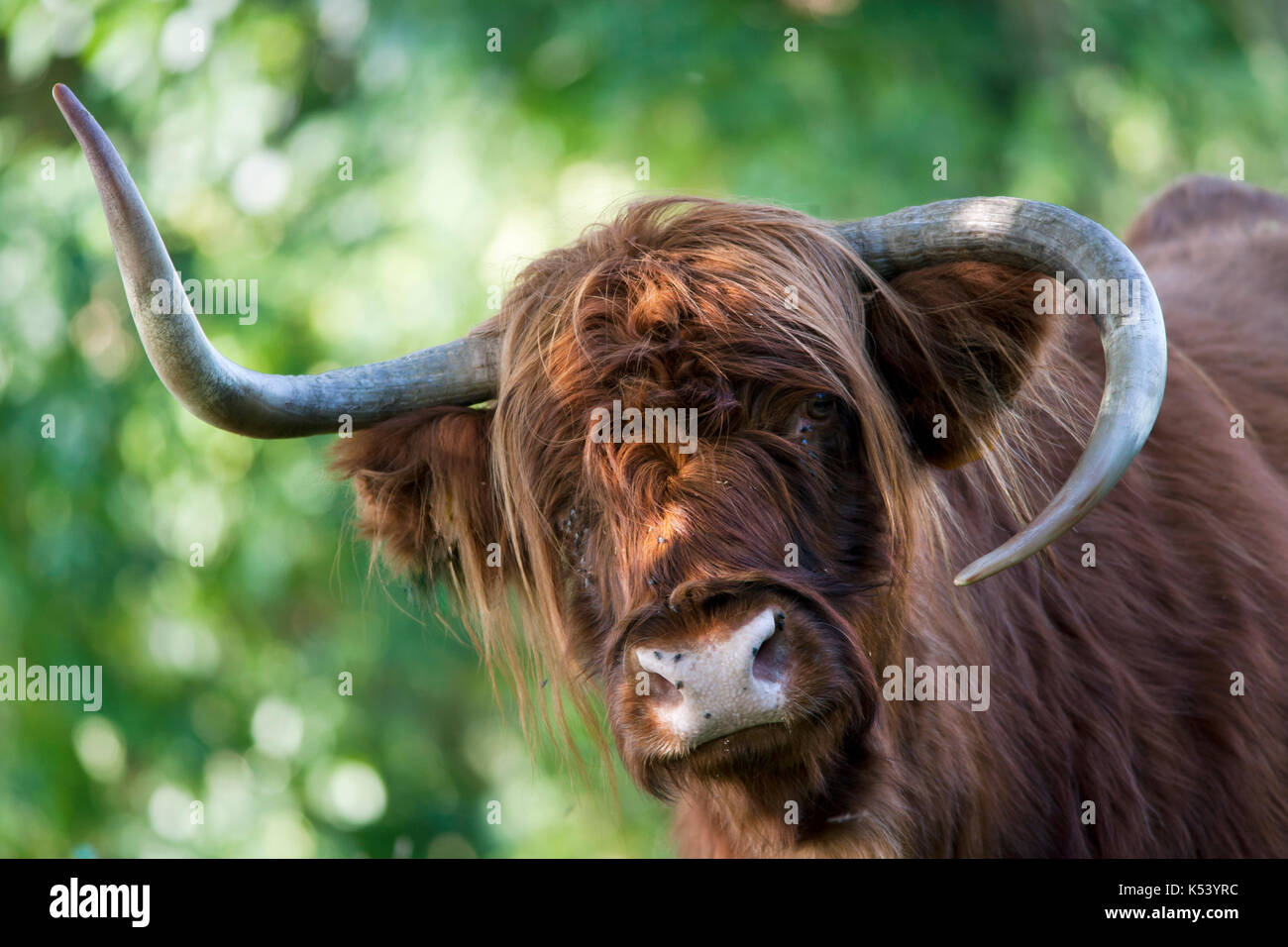 Highland cow with strange horns Stock Photo