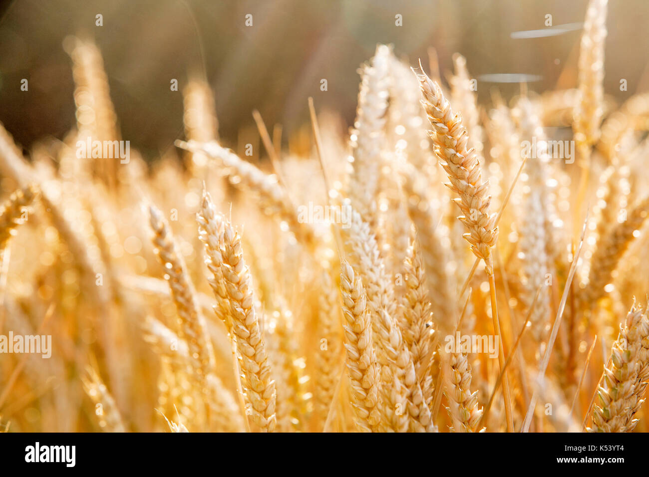 Gold colored cereal field Stock Photo