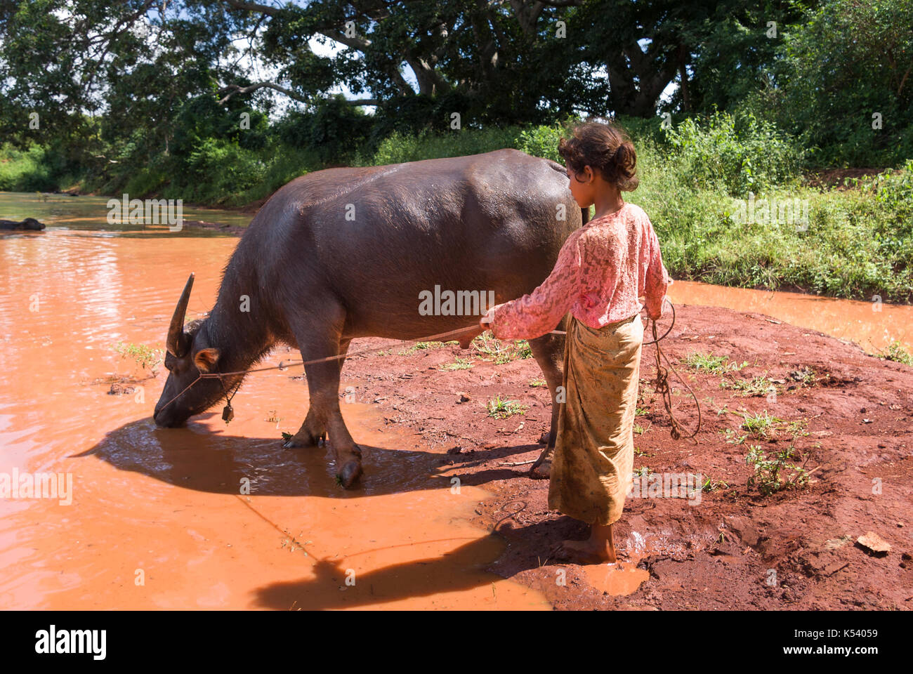 Young girl leading a water buffalo to drink dirty water, Shan State, Myanmar, Burma, South East Asia Stock Photo - Alamy Young girl leading a water buffalo to drink dirty water, Shan State, Myanmar, Burma, South East Asia Stock Photo - Alamy