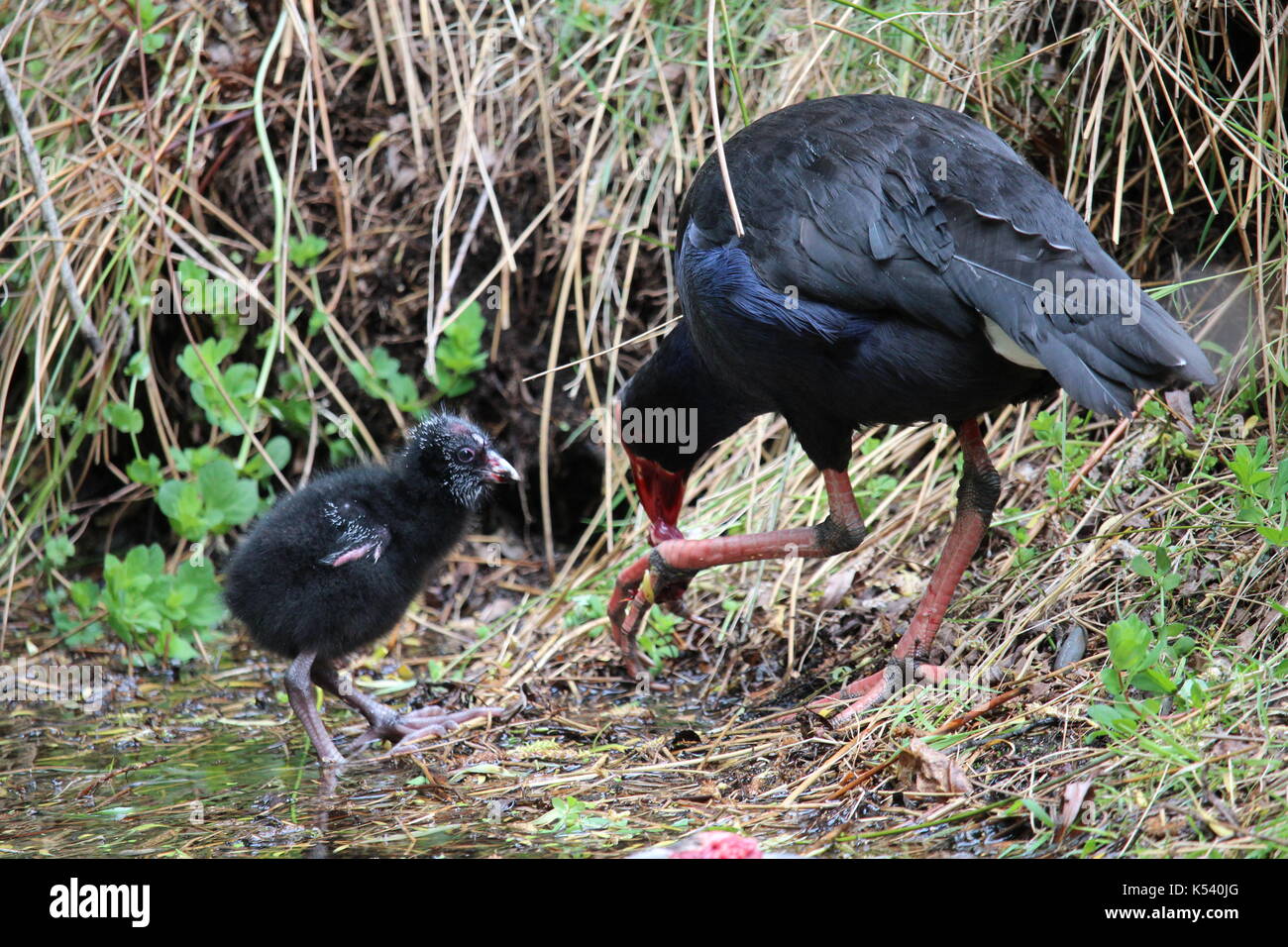 New Zealand Pukeko with its baby chick scavanging for their food Stock Photo