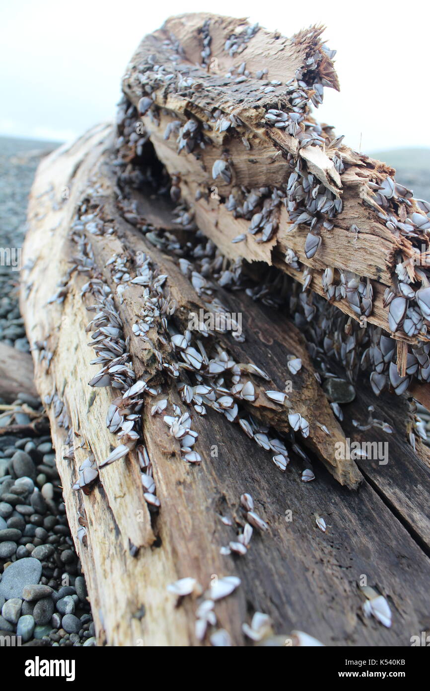 Driftwood had washed up onto the stones of Birdlings Flat, Christchurch, New Zealand Stock Photo