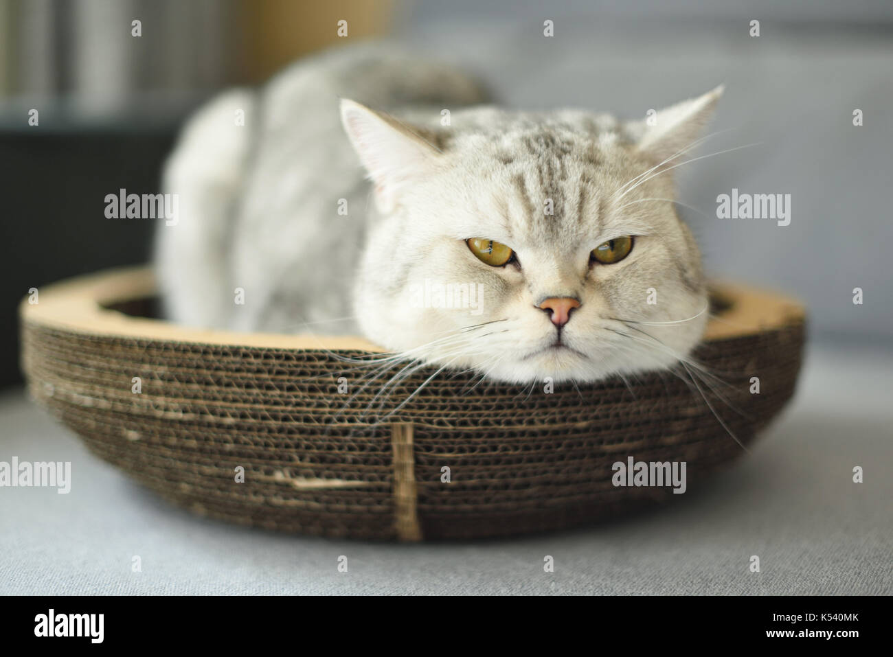 Fat grey cat hires stock photography and images Alamy