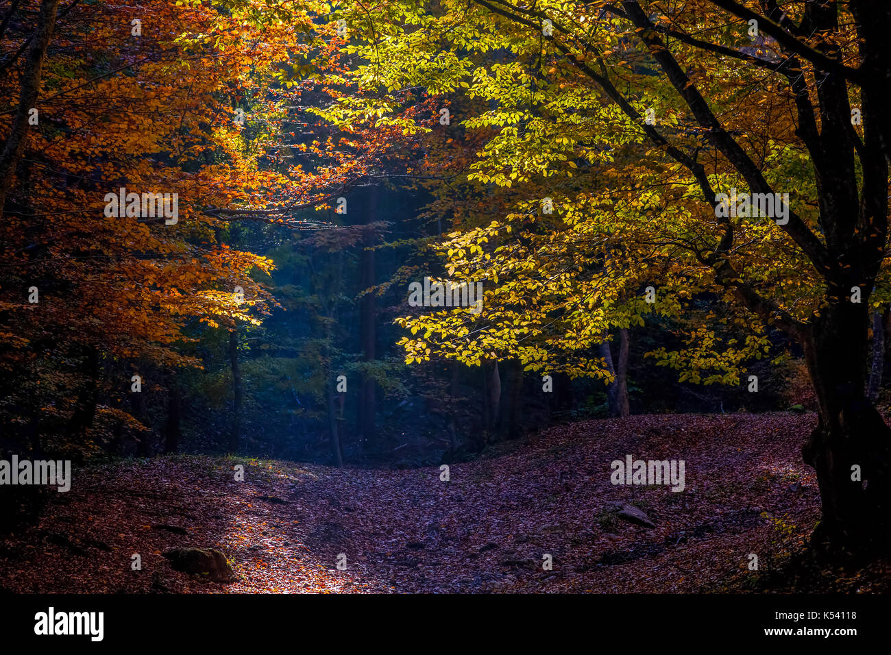 colorful forest in autumn Stock Photo - Alamy