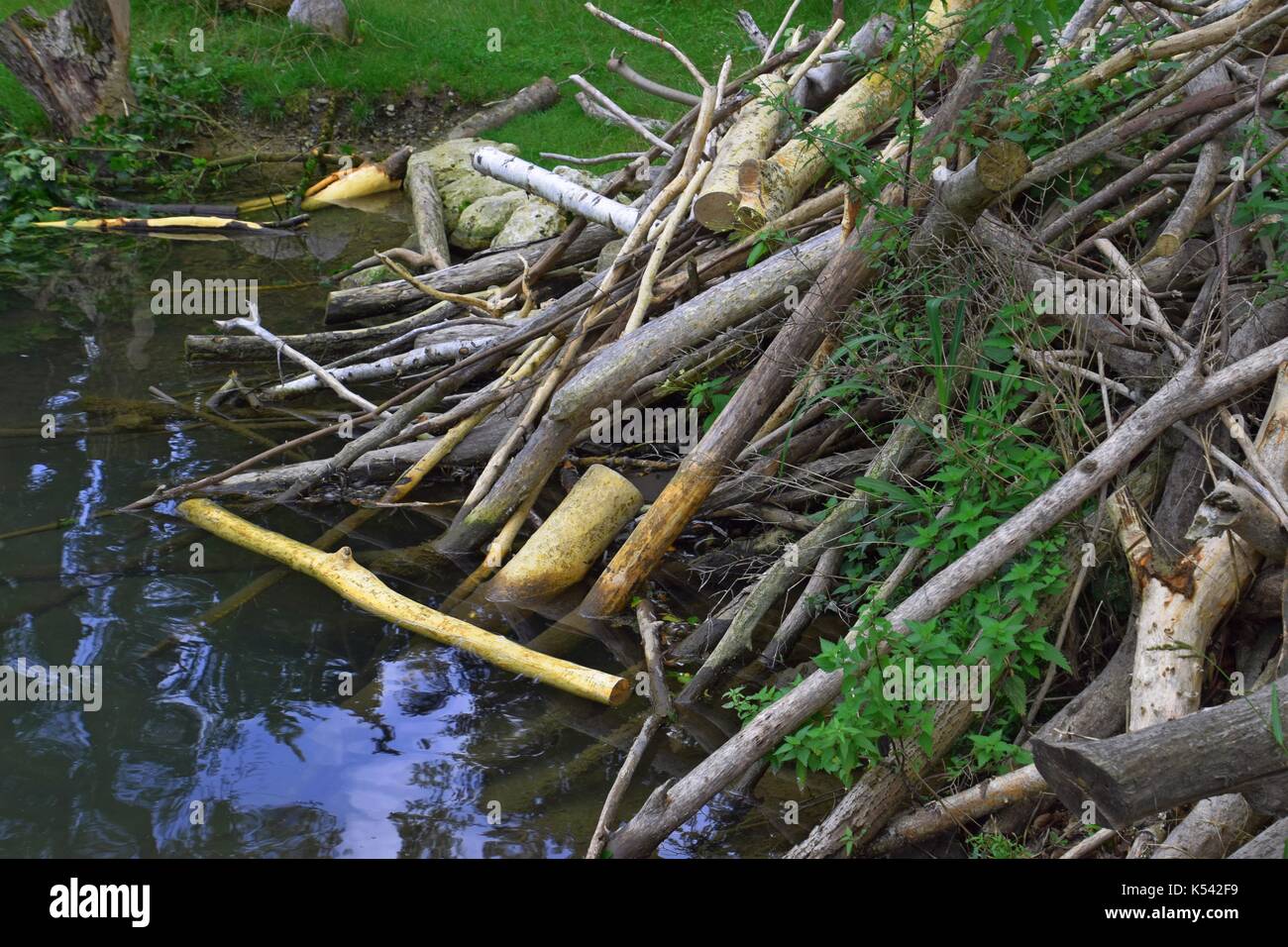stuck river with beaver dam, Castor lodges, C. fiber Stock Photo