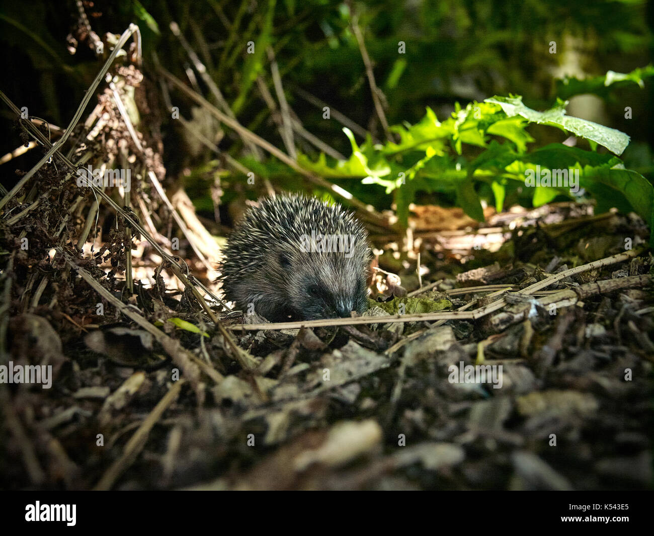 Baby hedgehog playing and exploring in wood chippings in June in