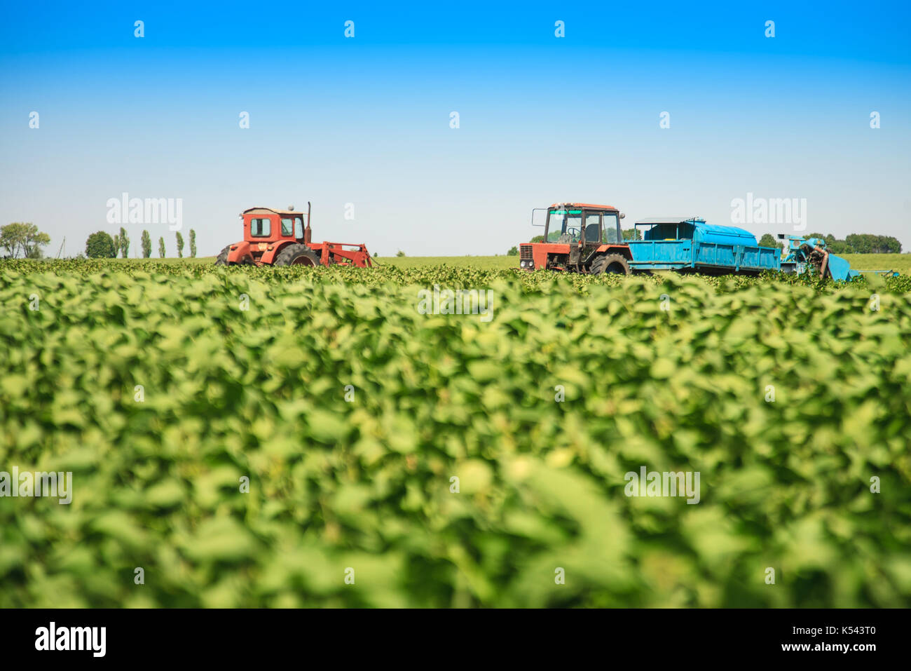 Soy field hi-res stock photography and images - Alamy