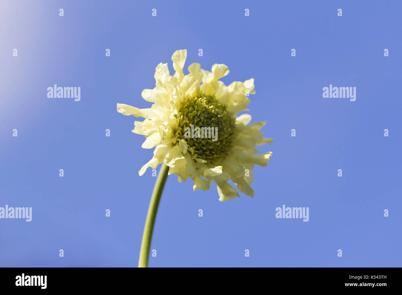 Single Giant Scabious pale yellow flower Stock Photo