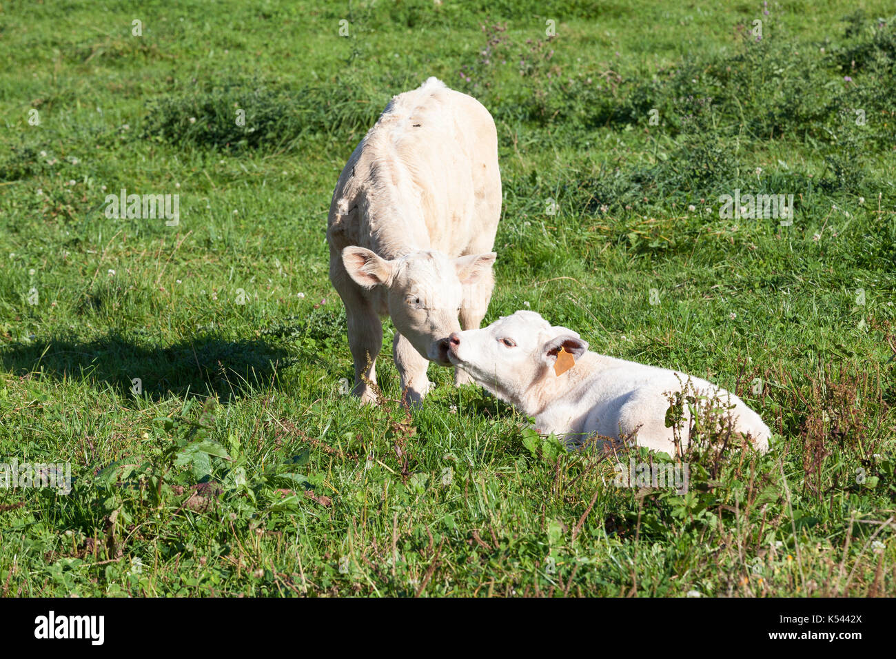 Tenderness - a young Charolais beef calf nuzzles a small white newborn  calf in a lush green spring pasture as they touch noses  in evening light Stock Photo
