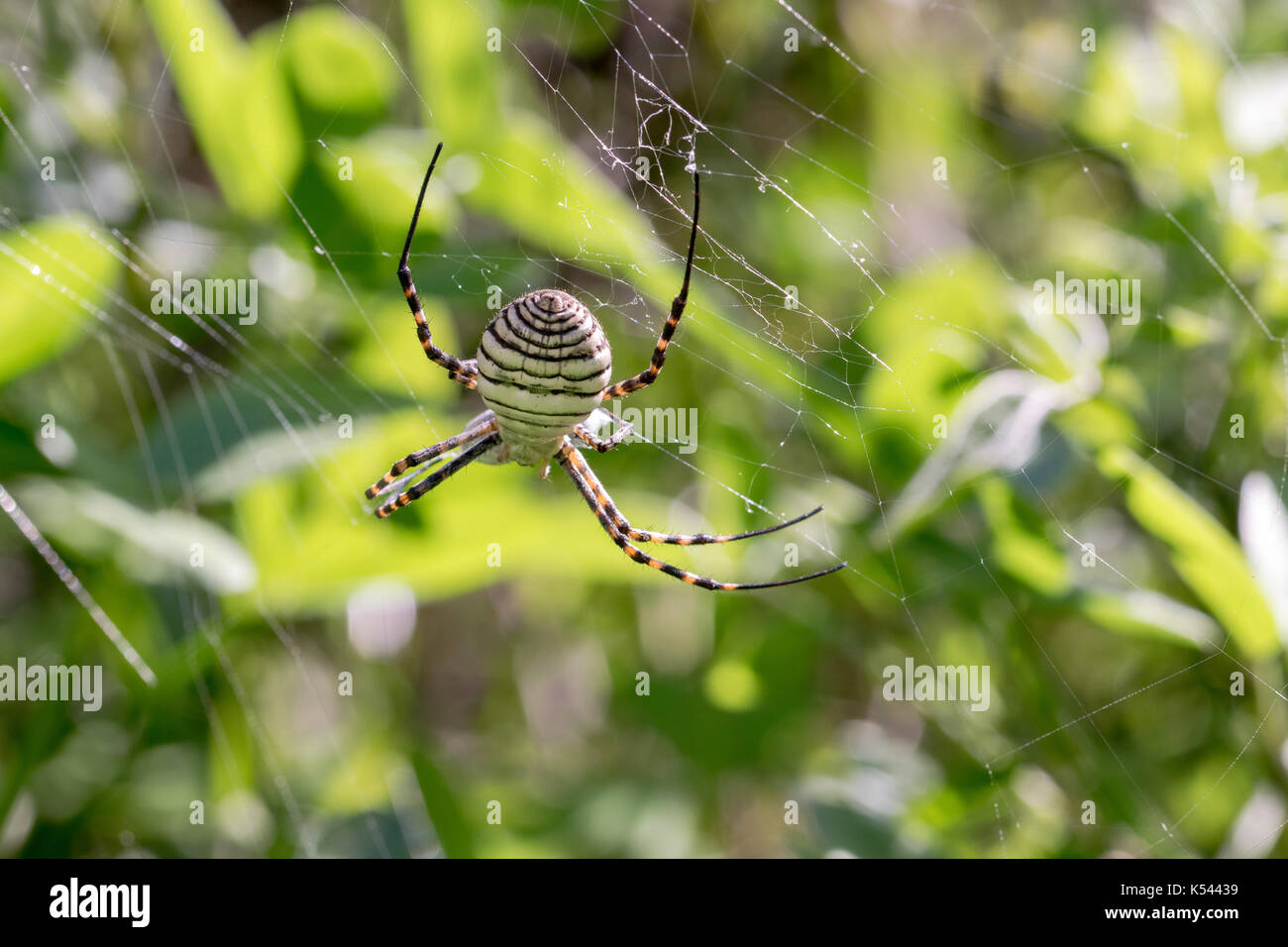 A Banded Argiope Spider (Argiope trifasciata) on its web about to eat its meal, probably a fly, in a dry valley in Malta. Stock Photo