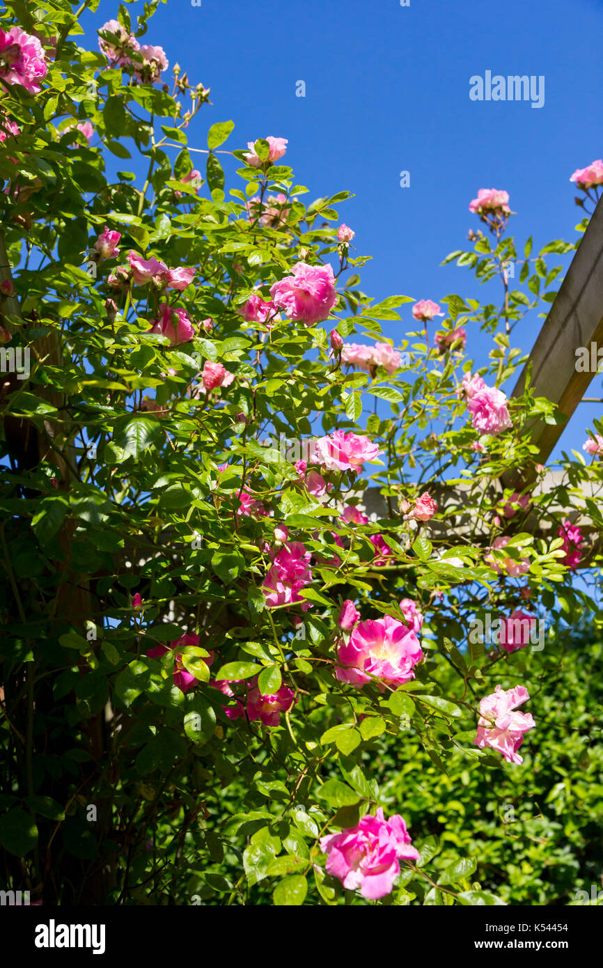 Pink flowered wild rose climbing over a pergola Stock Photo - Alamy