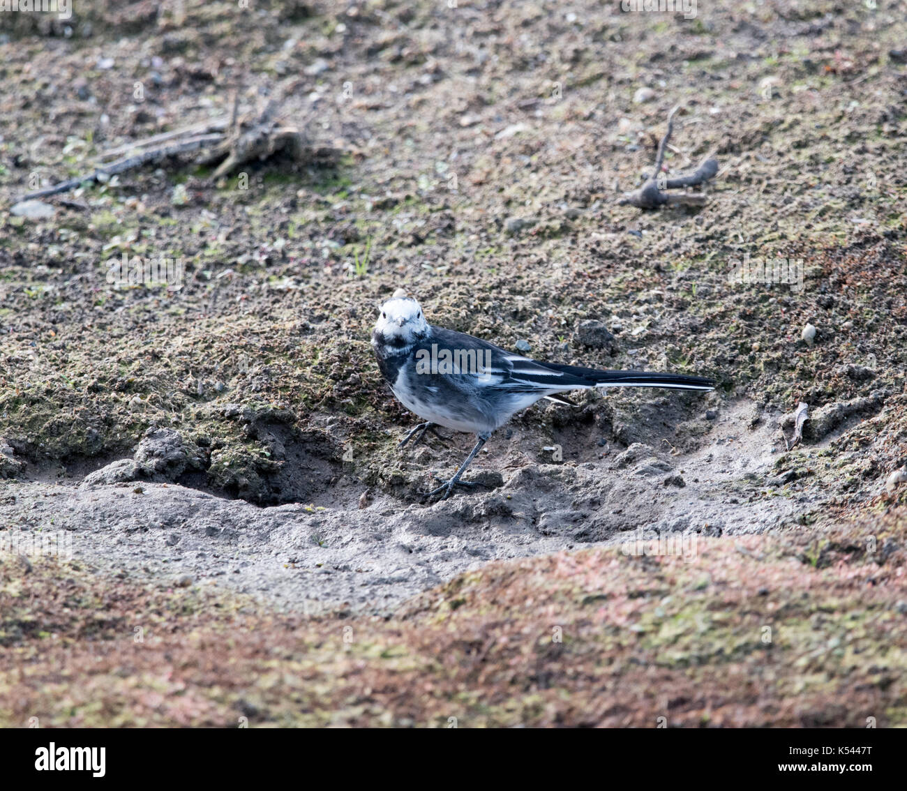 Pied Wagtail Stock Photo