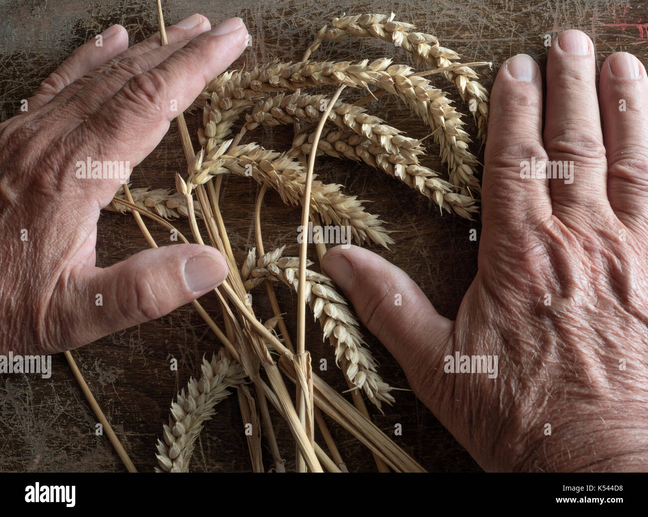 Farm workers hands and wheat ears (hands of the photographer) Stock Photo