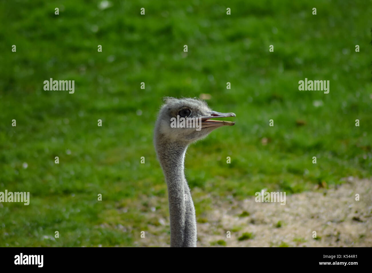 Head of a female ostrich in an animal park in France Stock Photo