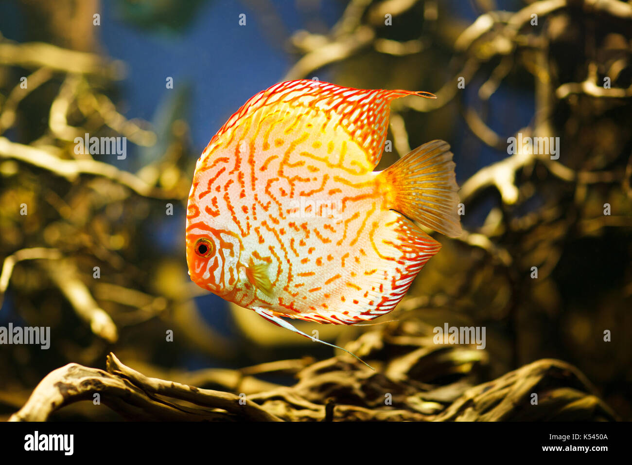 Discus Symphysodon spp. , freshwater fish native to the Amazon River. High quality image. Stock Photo