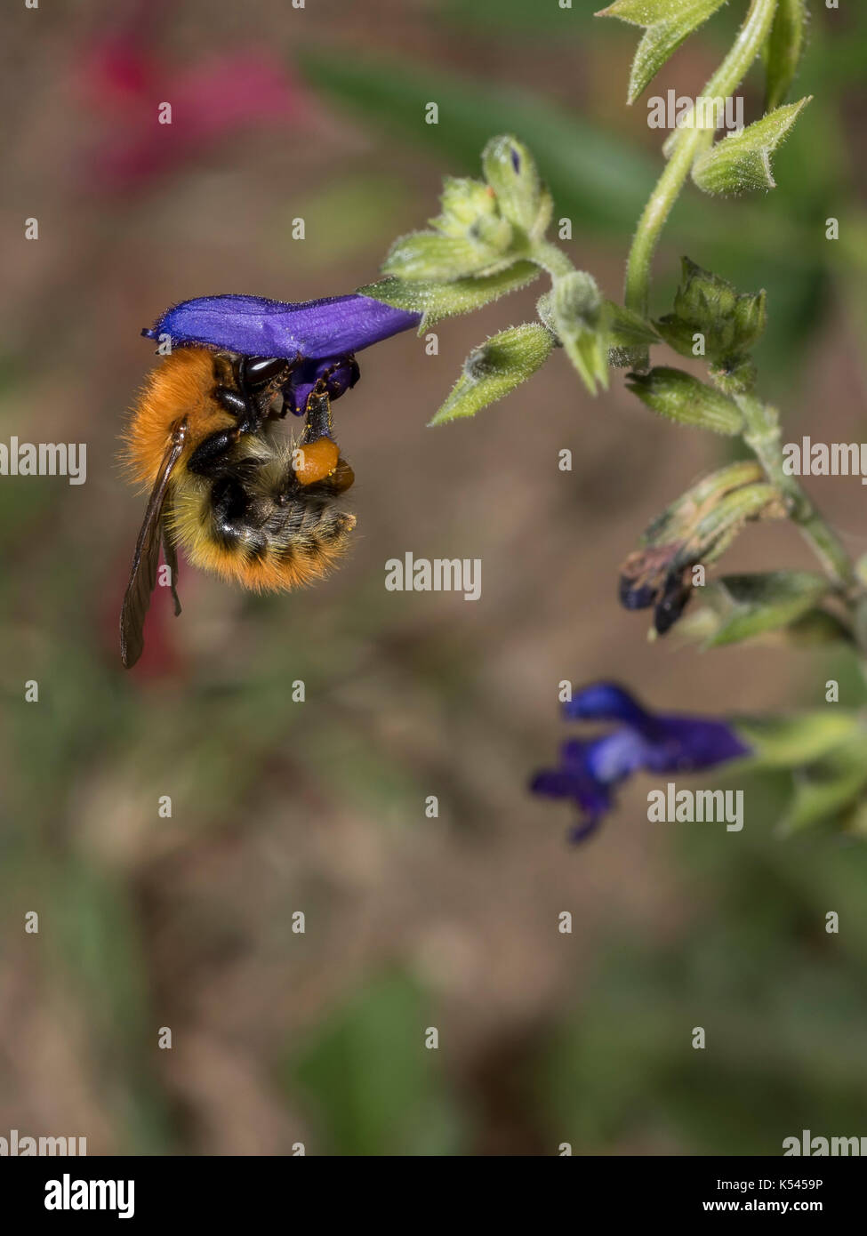 A bumblebee nectar robbing flower in a South of France garden, insect part of the natural diversity of gardens and natural garden, vertical view Stock Photo