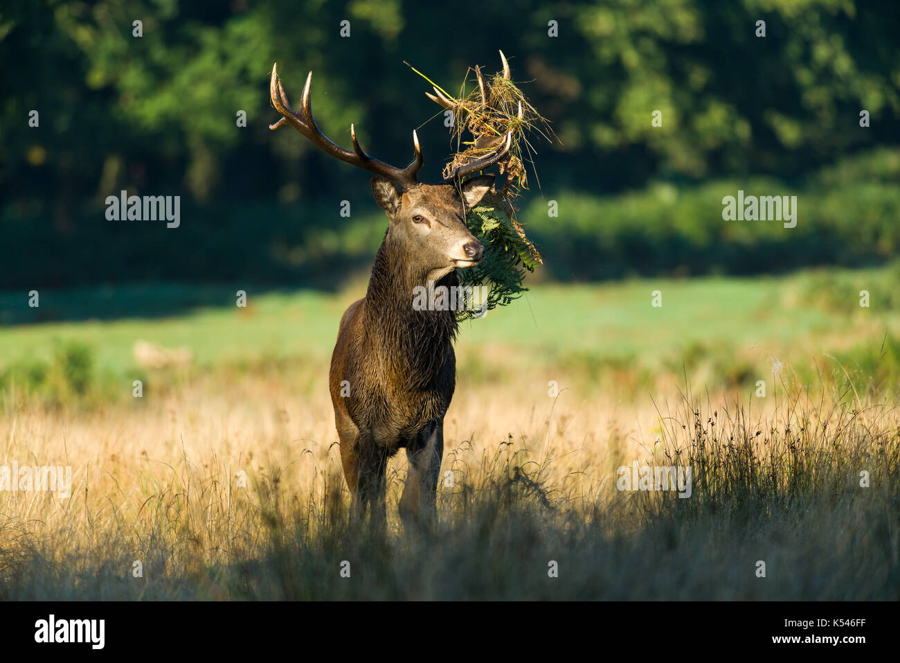 Rutting male hi-res stock photography and images - Alamy