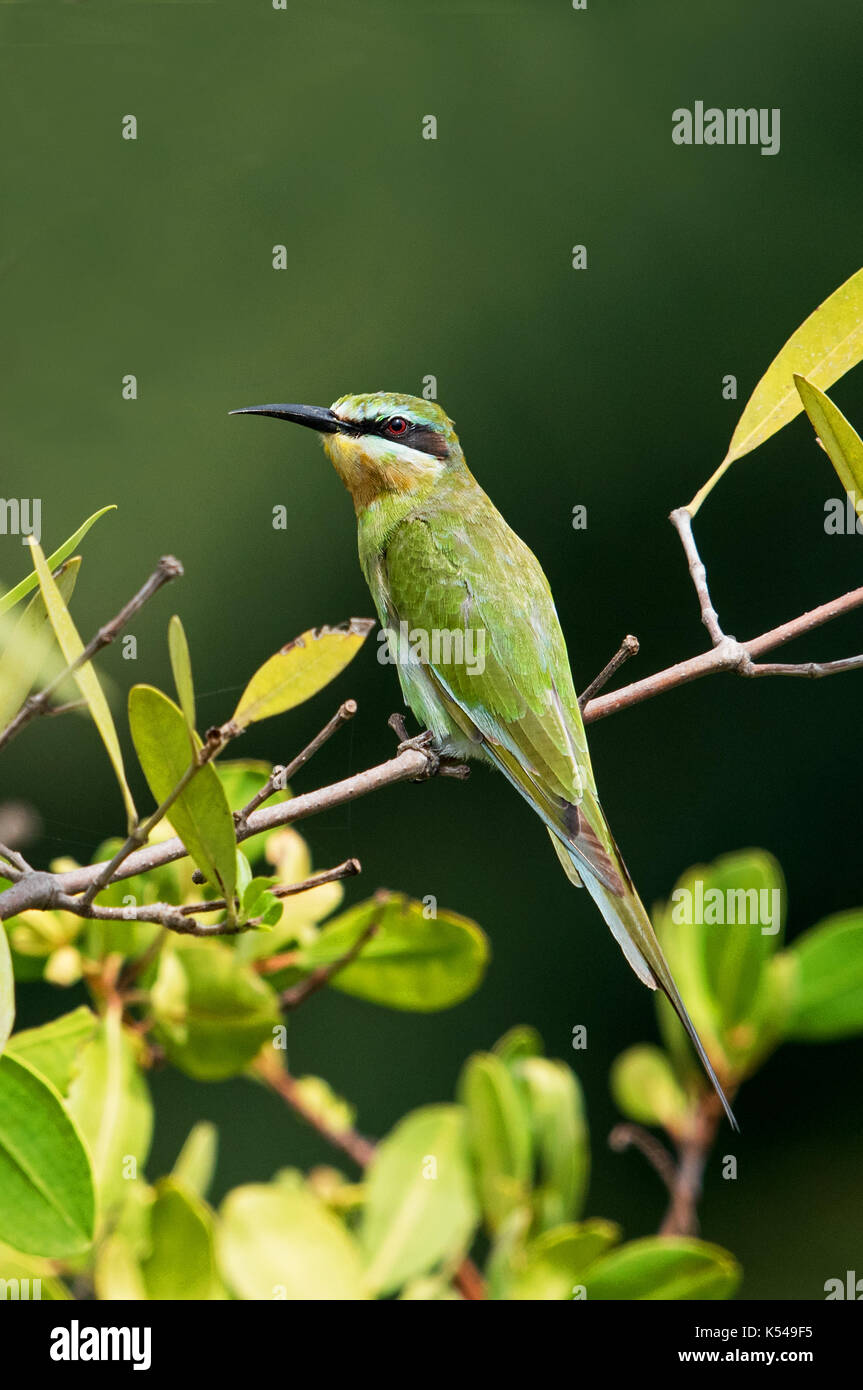 blue-cheeked bee-eater Stock Photo