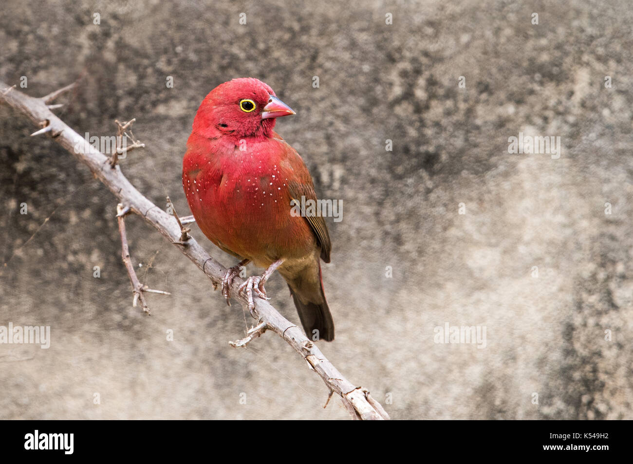 Red-billed fire finch Stock Photo