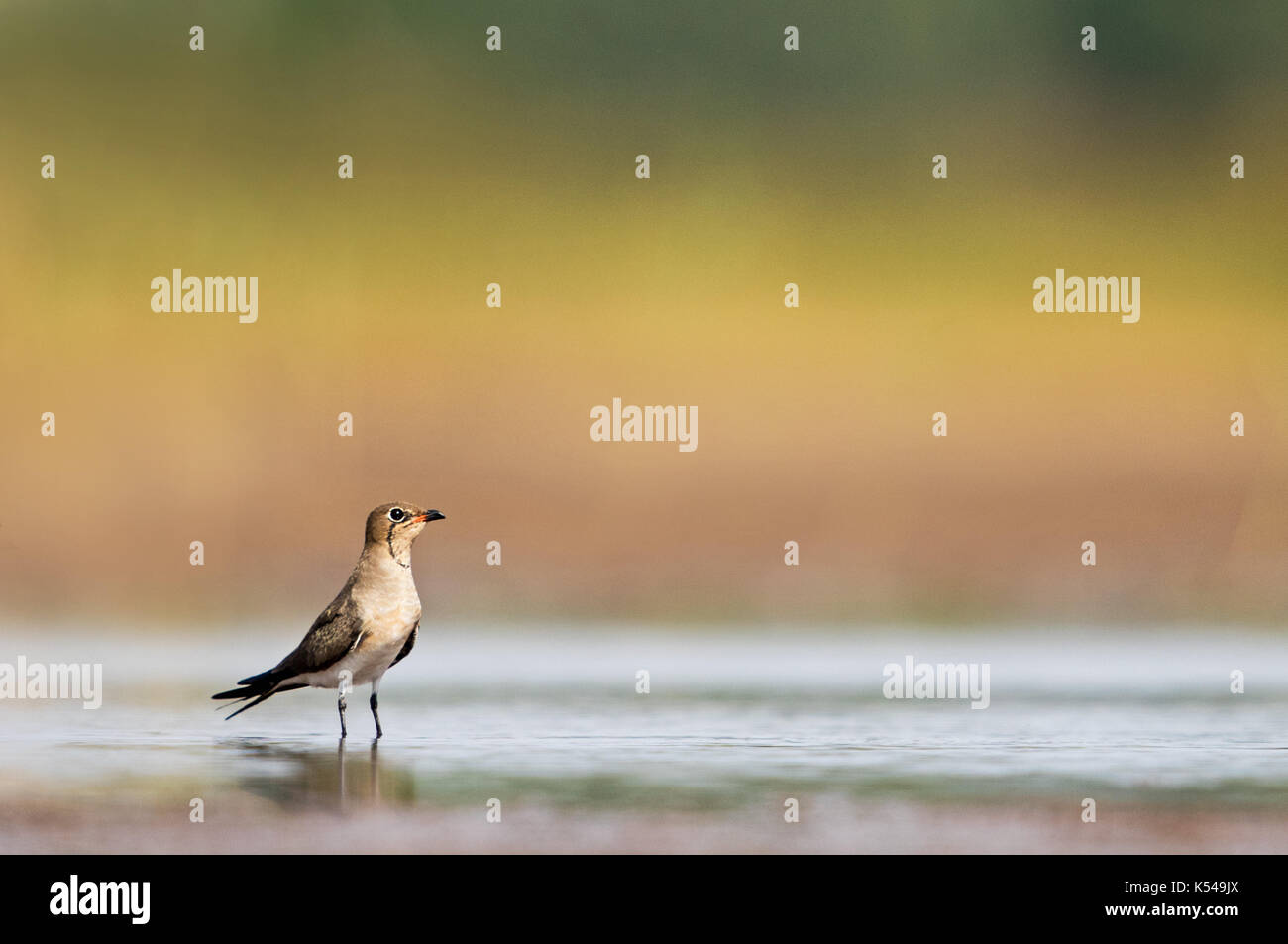 The Ga Bia High Resolution Stock Photography And Images Alamy