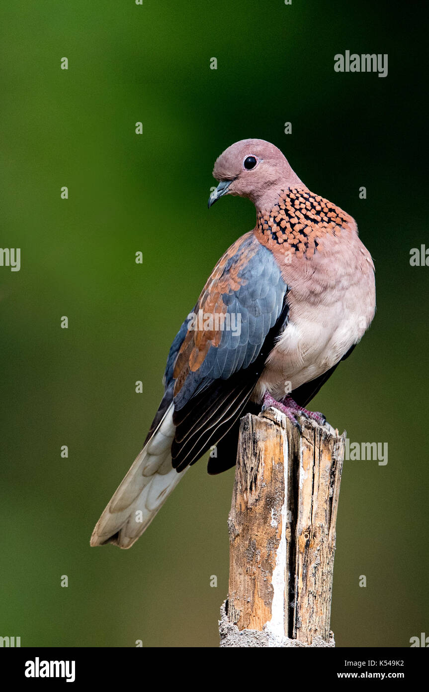Laughing dove Stock Photo