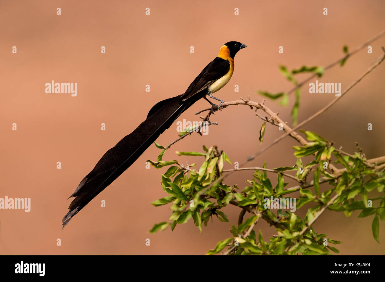 Exclamatory paradise whydah hi-res stock photography and images - Alamy