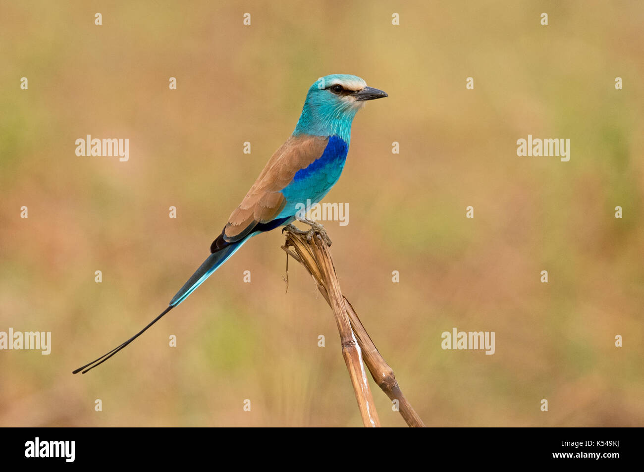 Abyssinian roller Stock Photo