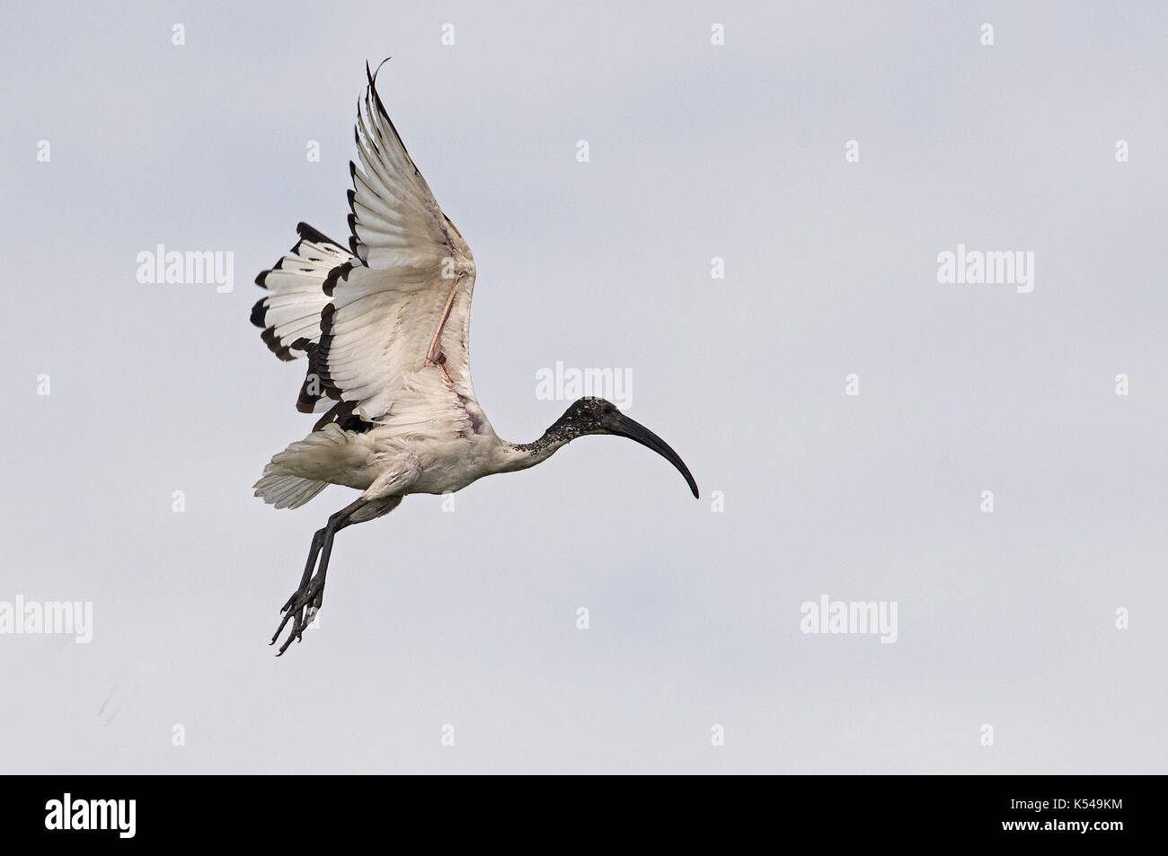 African sacred ibis Stock Photo