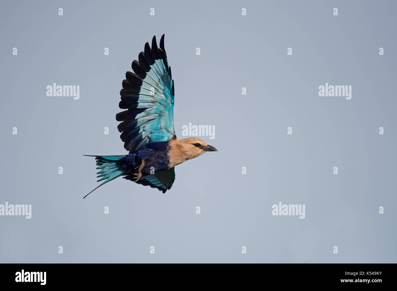 Blue-bellied roller Stock Photo