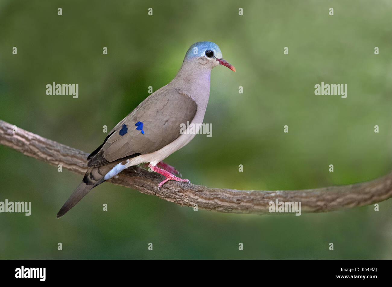 Blue-spotted wood dove Stock Photo - Alamy