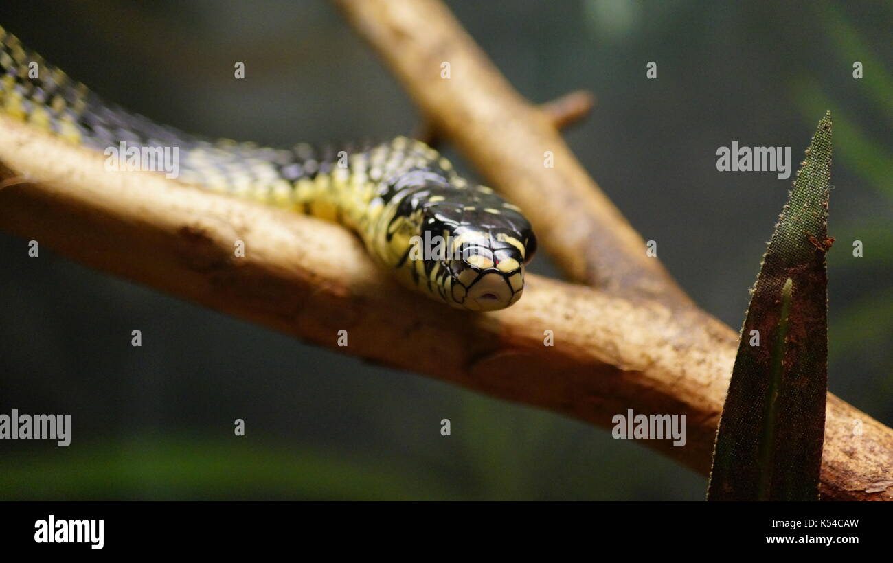snakes in animal kingdom, a variety of venomous species that will surprise you by its beauty Stock Photo