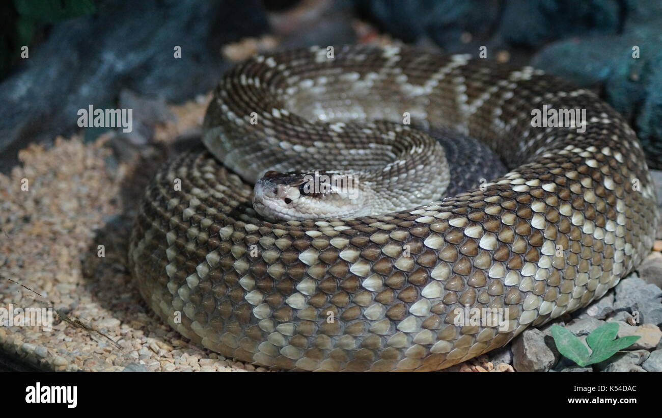snakes in animal kingdom, a variety of venomous species that will surprise you by its beauty Stock Photo