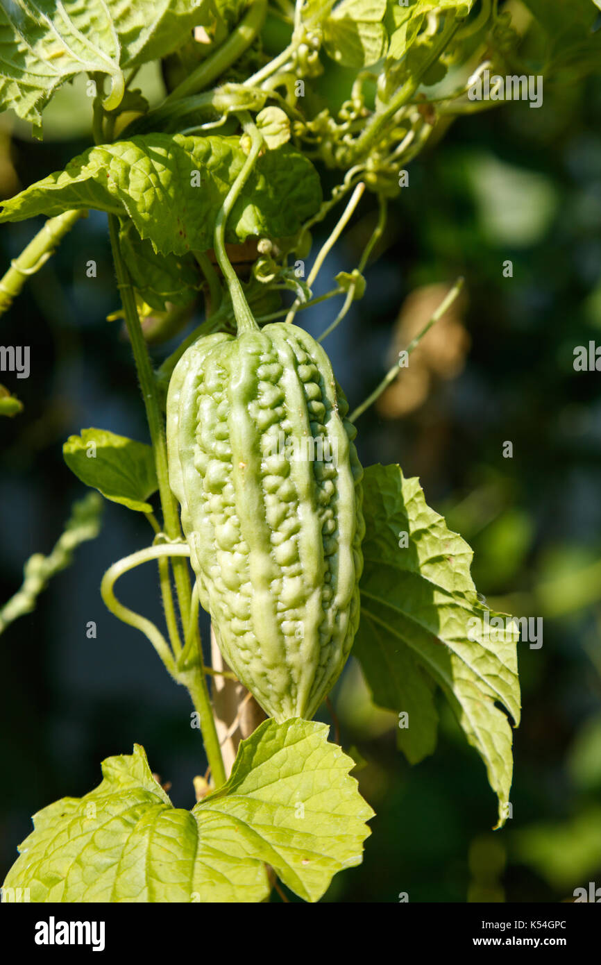 home grown bitter gourd at Vancouver BC Canada Stock Photo Alamy