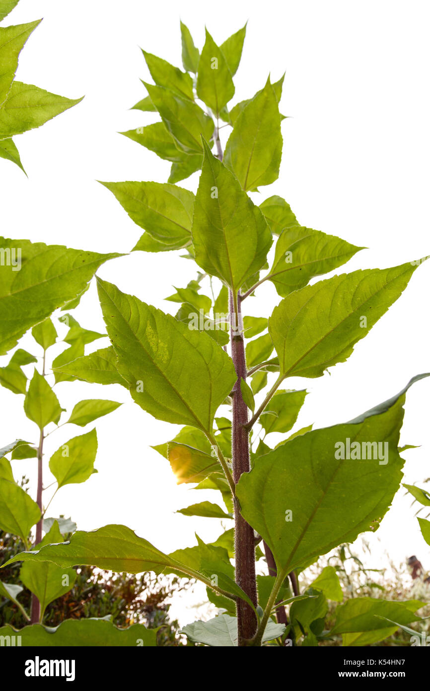 Jerusalem artichoke plant with white background, close up Stock Photo