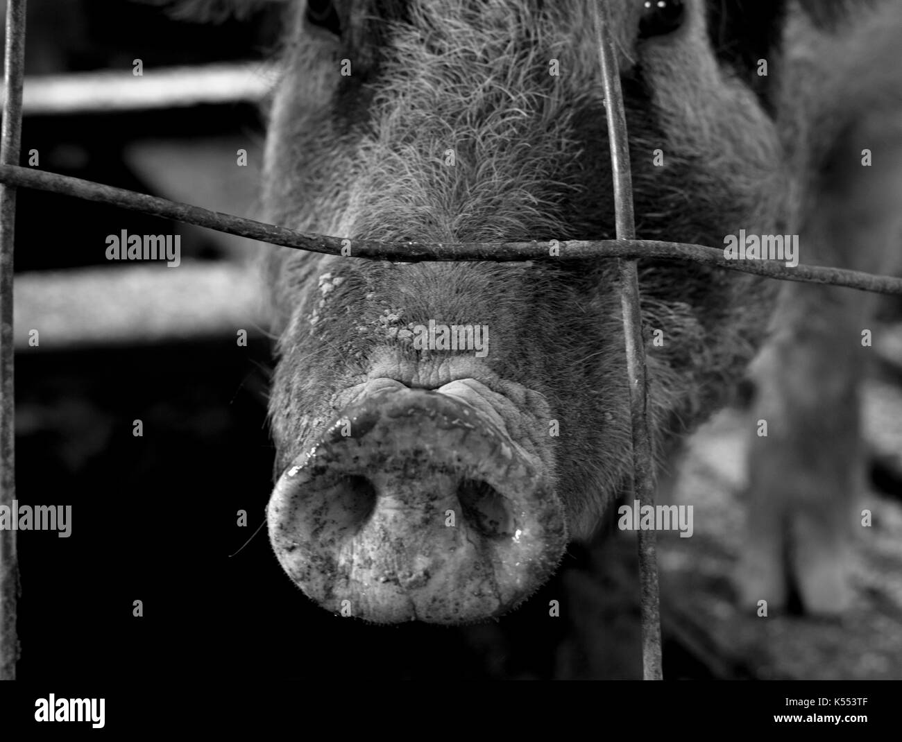 On the farm- Pig Stock Photo