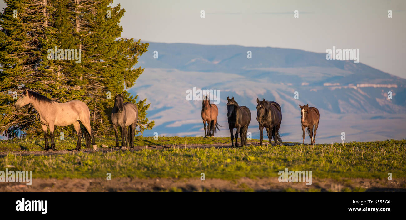 Wild horses range the Pryor Mountains outside Lovell, Wyoming Stock