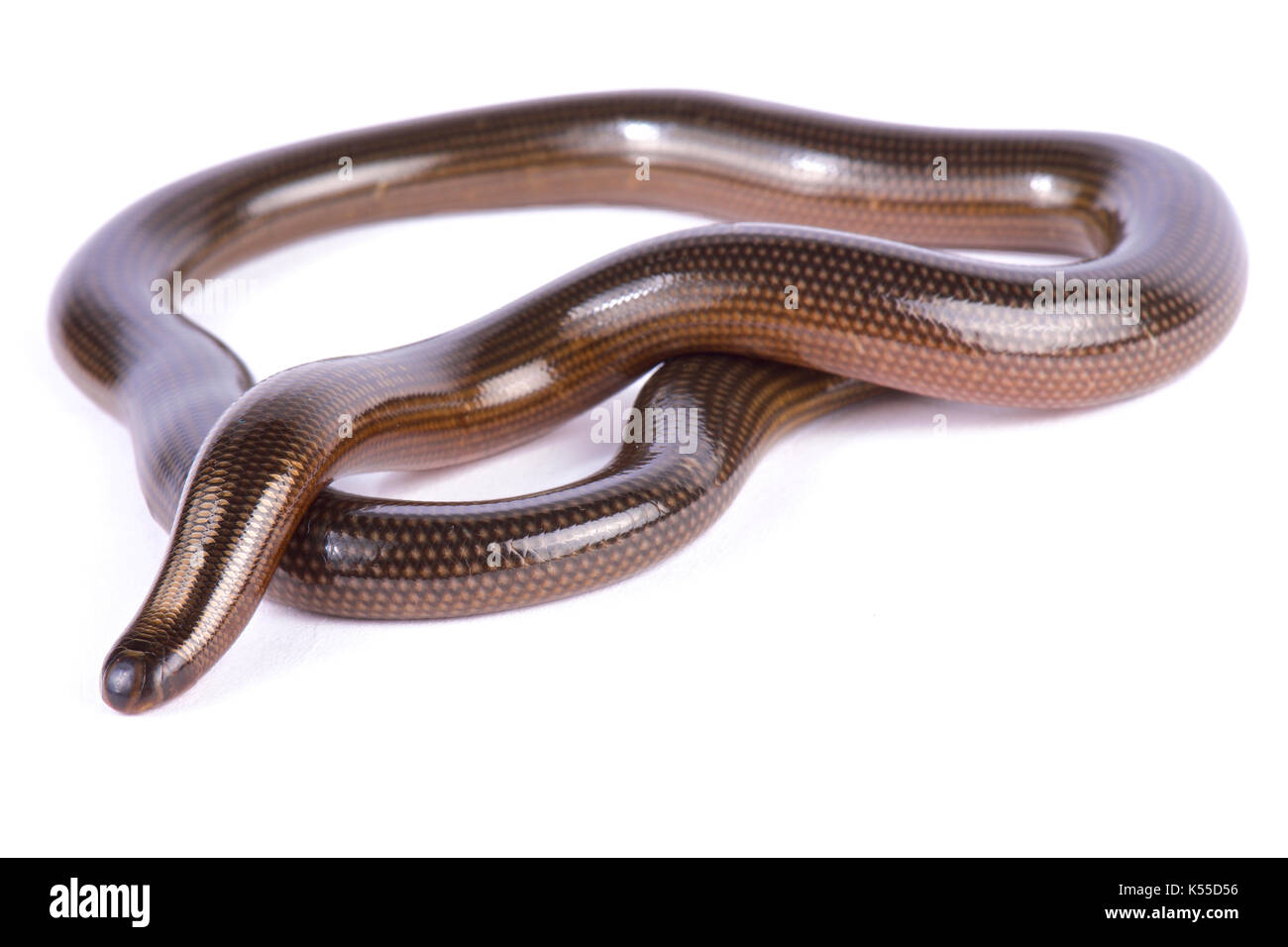 Lineolate blind snake, Afrotyphlopinae lineolatus Stock Photo