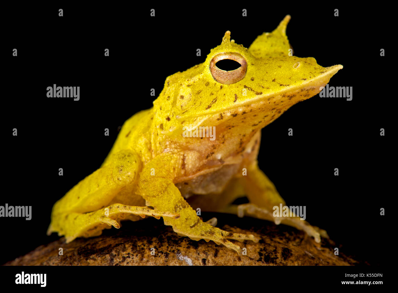 Solomon Island Leaf Frog, Ceratobatrachus guentheri Stock Photo