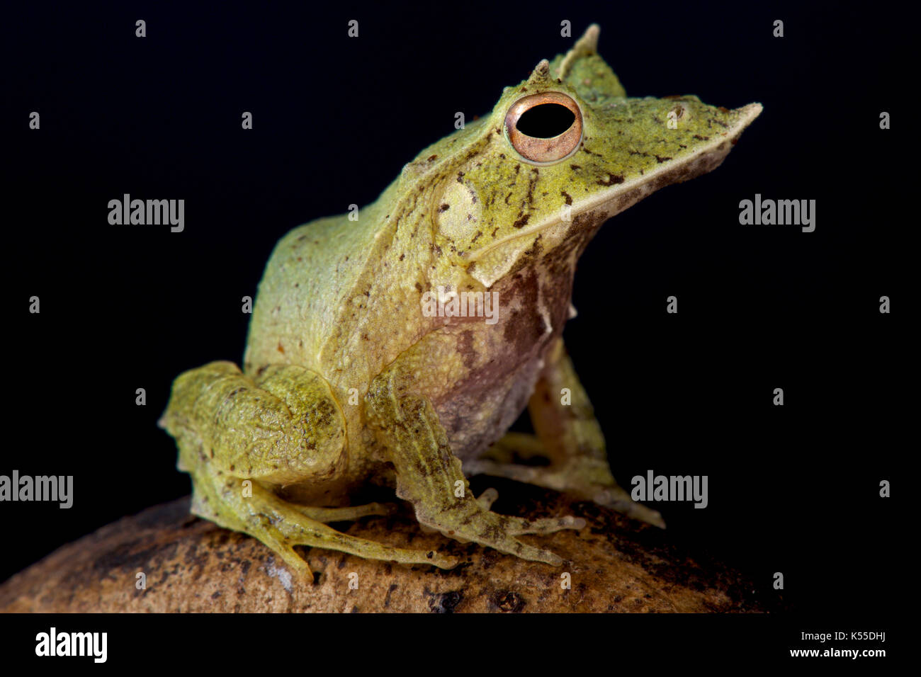Solomon Island Leaf Frog, Ceratobatrachus guentheri Stock Photo