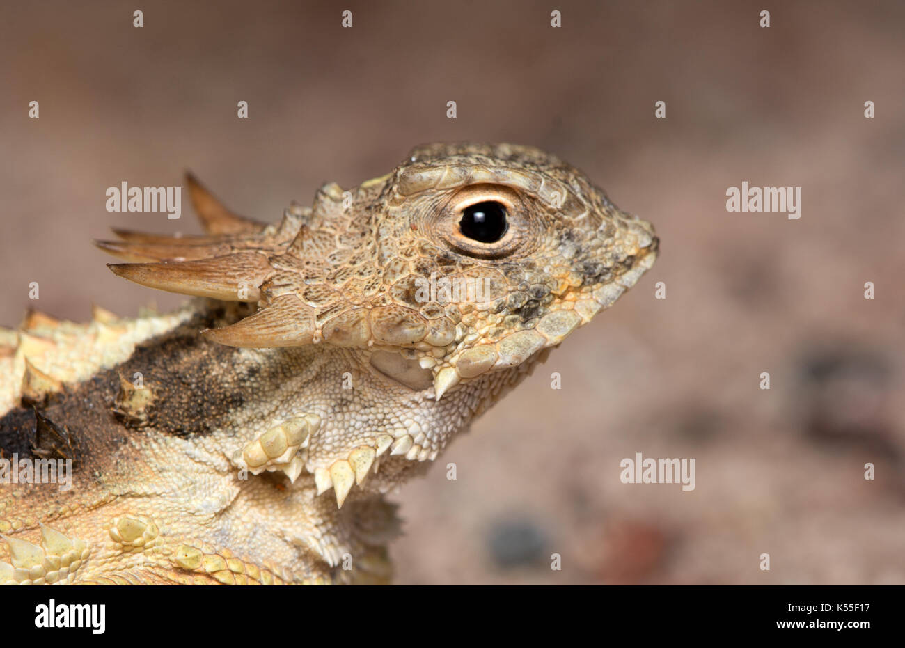 Regal Horned Lizard (Phrynosoma solare) from Sonora, México Stock Photo ...